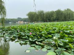 -廊坊市自然公园