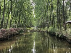 -合肥滨湖国家森林公园