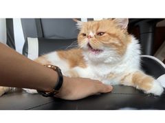 -白丁家泥炉烤肉·鳗鱼(海河东路店)