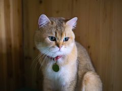 -猫在这儿猫咪咖啡馆·撸猫馆