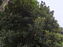 -郑州植物园