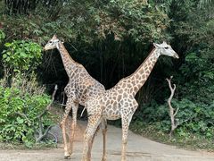 -广州长隆野生动物世界