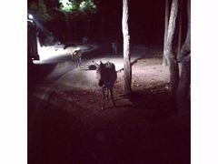 -清迈夜间动物园