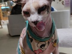 -藏猫猫咖啡主题馆(中央大道店)