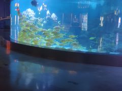 -烟台海昌鲸鲨海洋公园