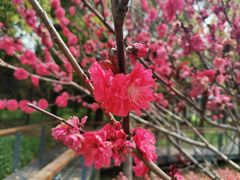 -昆山城市生态森林公园