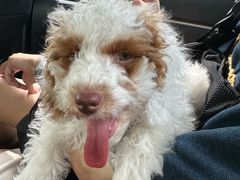 -瑞派康怡24h宠物医院·犬猫医疗中心·微创绝育(瑞景分院)