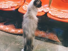 -猫咪博物馆(顶澳仔猫街店)