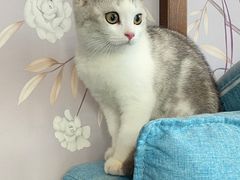 -爱妮康宠物医院·干细胞免疫细胞·肿瘤·心脏(张江店)