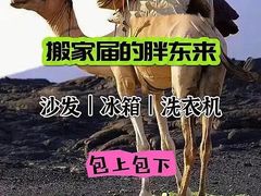 -骆驼日式搬家收纳整理