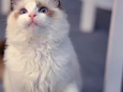 -喵的天空名猫咖啡馆·撸猫·猫舍·用品