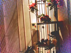 -诺世嘉顿酒店Rose·花园餐厅