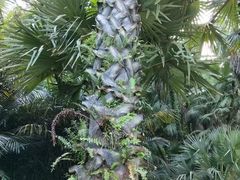-深圳仙湖植物园