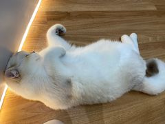 -COLOR PETS 撸猫馆·购猫·猫咖(长风大悦城店)