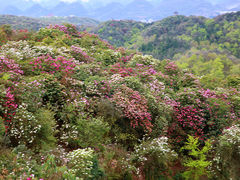 -贵州百里杜鹃风景名胜区