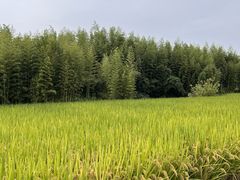 -良渚古城遗址公园