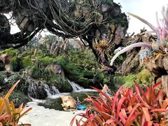 -奥兰多迪士尼动物王国乐园