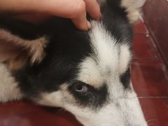 -喜柴咖啡·柴犬狗咖
