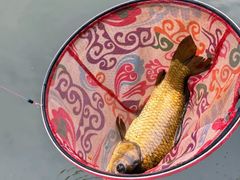 -酷鱼垂钓CLUB(朝阳区博大路店 )