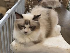 -共舞时光猫咖·狗咖(新街口店)