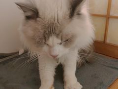 -猫在这儿猫咪咖啡馆·撸猫馆