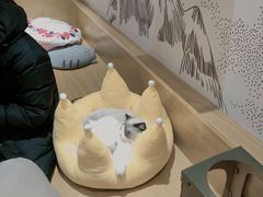 -滚猫咖啡·猫咖·猫友好撸猫(未来城店)