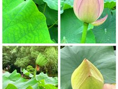 -陈家山荷花公园