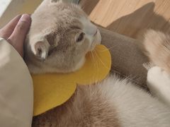 -Meowの猫咖(万家丽店)