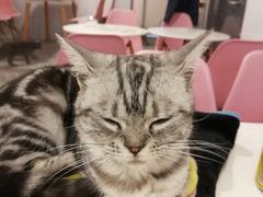 -三花喵·撸猫购宠·宠物生活馆(虹桥南丰城店)