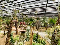 -呀路古热带植物园