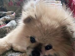 -瑞派动物医院·猫专科·至诚(江南中分院)