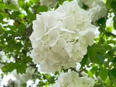 -上海滨江森林公园