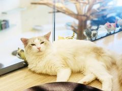 -飞行喵MR PILOT|猫舍·猫咖(静安大融城店)