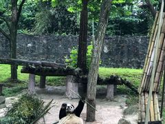 -都江堰中华大熊猫苑