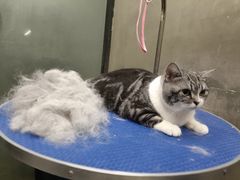 -PETKIT小佩宠物·低压洗护(国顺东路店)