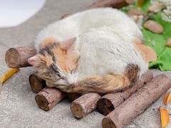 -广州兰圃