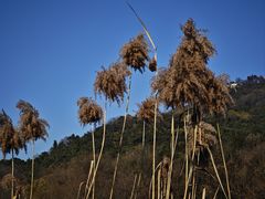 -西湖风景区-江洋畈生态公园