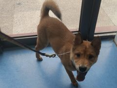 -博特宠物医院24h犬猫全科.骨科·异宠