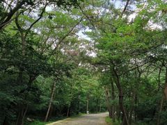 -金龙寺国家森林公园