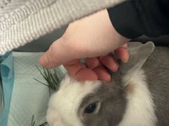 -爱侣宠医·鹦鹉专科·小型哺乳类·异宠专科(灵石路店)