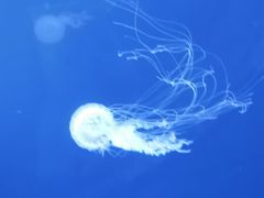 -乌鲁木齐海洋馆