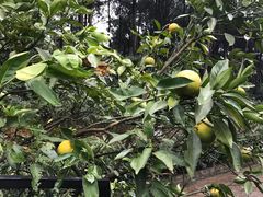 -铁山坪森林公园