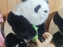 -都江堰中华大熊猫苑