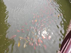 -南湾湖
