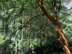 -雁荡山大龙湫景区