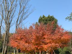 -西湖国宾馆·紫薇厅