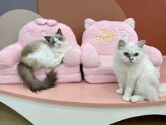 -1013 PET SHOP 宠物商店(近铁城市广场店)