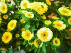 -拾花记花艺·求婚·订婚·生日布置(高新店)