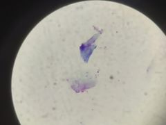 -佳雯宠物医院(金华南路分院)