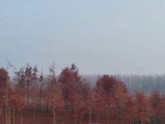 -合肥滨湖国家森林公园